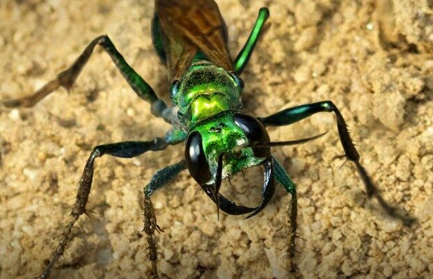 Emerald Jewel Ant