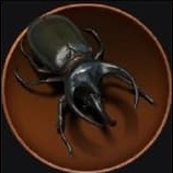 Atlas Beetle