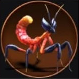 Gladiator Mantis