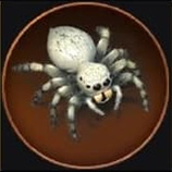 Jumping Spider