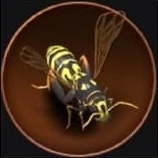 Poolistes Dominula