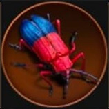 Thonalmus Bicolor