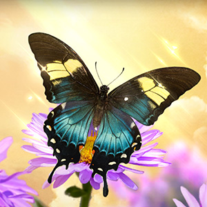 Queen Swallowtail