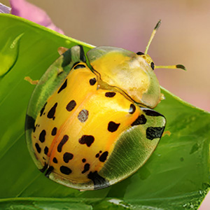 Tortoise Beetle